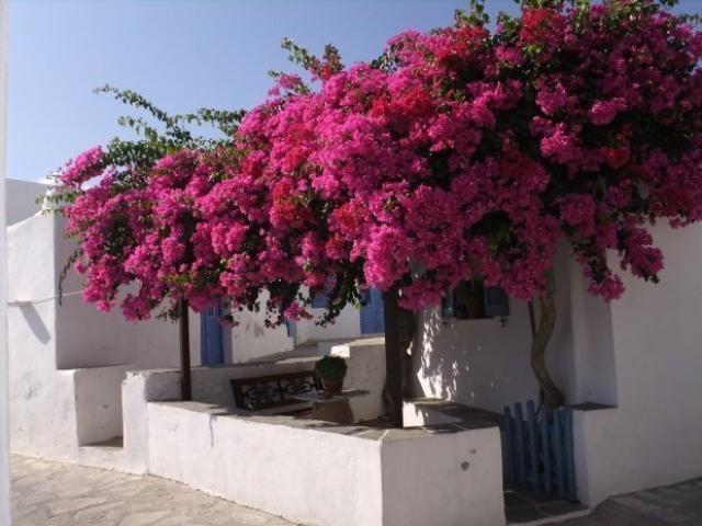 Σίφνος: Το νησί της αρμονίας Σίφνος: Το νησί της αρμονίας