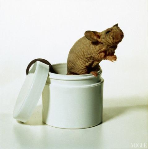 Η Anna Wintour σου δείχνει τις καλύτερες φωτογραφίες στην ιστορία της Vogue