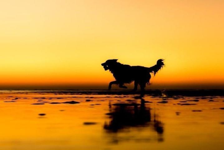 Αυτά είναι τα ομορφότερα σκυλιά του κόσμου