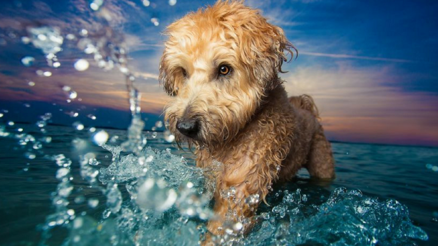 Αυτά είναι τα ομορφότερα σκυλιά του κόσμου