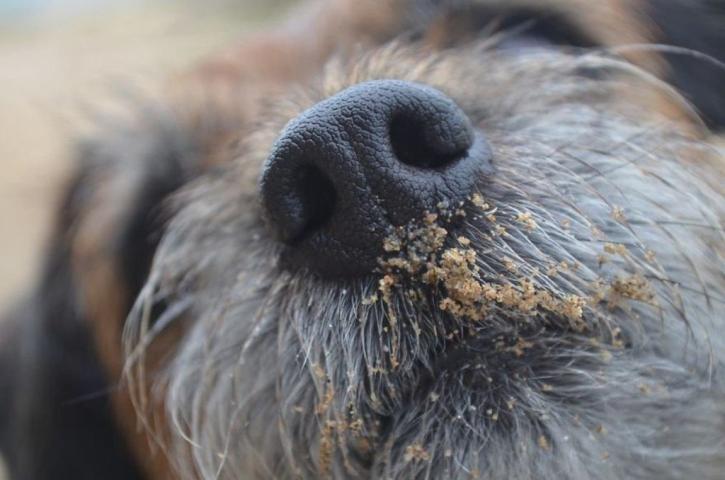 Αυτά είναι τα ομορφότερα σκυλιά του κόσμου