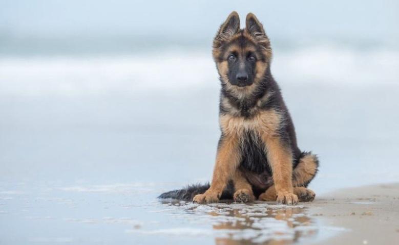 Αυτά είναι τα ομορφότερα σκυλιά του κόσμου