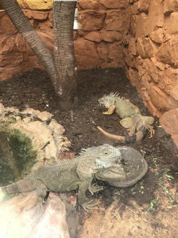 Αττικό Ζωολογικό Πάρκο : Μία φανταστική εμπειρία για μικρούς και μεγάλους