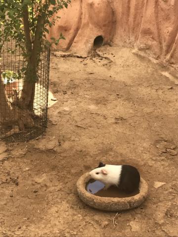 Αττικό Ζωολογικό Πάρκο : Μία φανταστική εμπειρία για μικρούς και μεγάλους