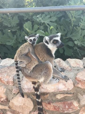 Αττικό Ζωολογικό Πάρκο : Μία φανταστική εμπειρία για μικρούς και μεγάλους