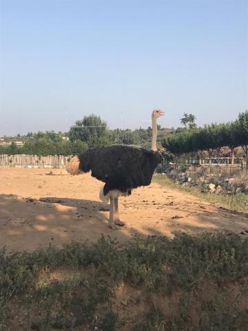 Αττικό Ζωολογικό Πάρκο : Μία φανταστική εμπειρία για μικρούς και μεγάλους