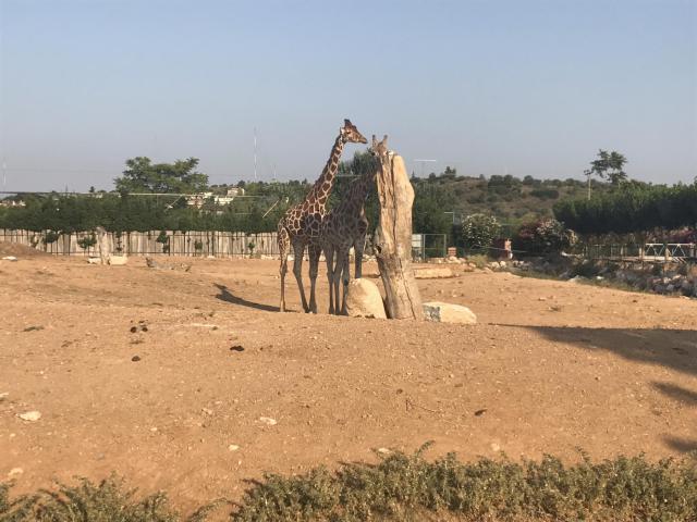 Αττικό Ζωολογικό Πάρκο : Μία φανταστική εμπειρία για μικρούς και μεγάλους