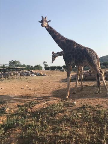 Αττικό Ζωολογικό Πάρκο : Μία φανταστική εμπειρία για μικρούς και μεγάλους