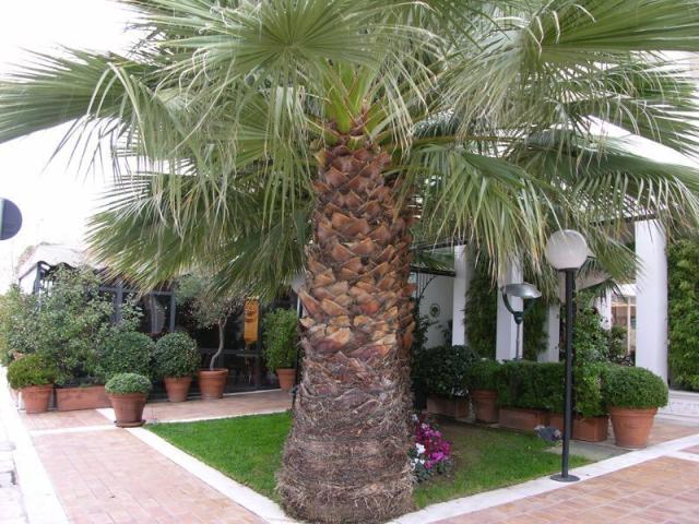 Αγαπάμε το κλασικό αλλά πάντα επίκαιρο Salumaio d' Atene Αγαπάμε το κλασικό αλλά πάντα επίκαιρο Salumaio d' Atene