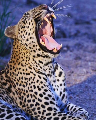 Ο γιος του Steve Irwin στα 13 του είναι ένας βραβευμένος φωτογράφος