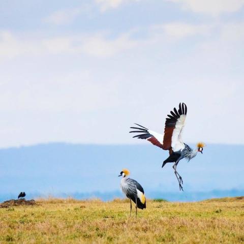 Ο γιος του Steve Irwin στα 13 του είναι ένας βραβευμένος φωτογράφος
