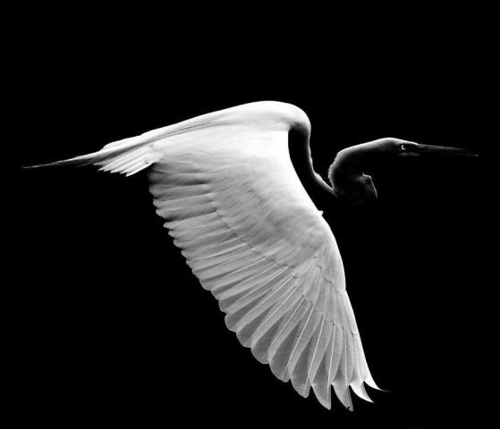 Ο γιος του Steve Irwin στα 13 του είναι ένας βραβευμένος φωτογράφος