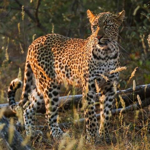 Ο γιος του Steve Irwin στα 13 του είναι ένας βραβευμένος φωτογράφος