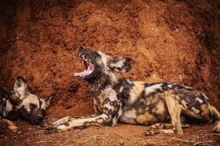 Ο γιος του Steve Irwin στα 13 του είναι ένας βραβευμένος φωτογράφος