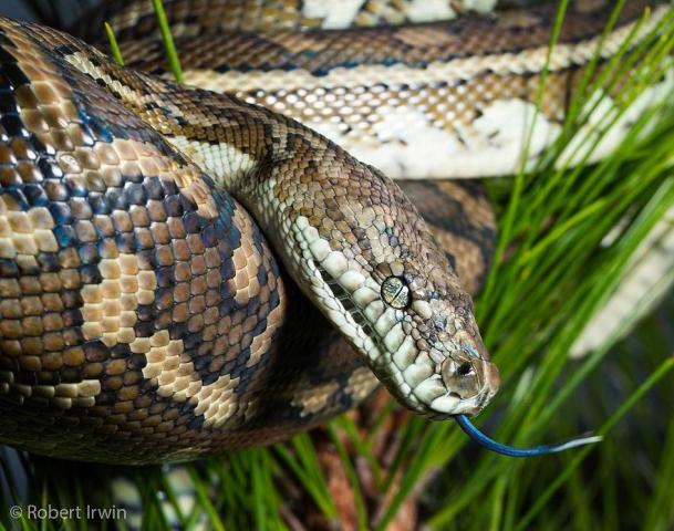 Ο γιος του Steve Irwin στα 13 του είναι ένας βραβευμένος φωτογράφος