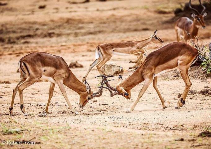 Ο γιος του Steve Irwin στα 13 του είναι ένας βραβευμένος φωτογράφος