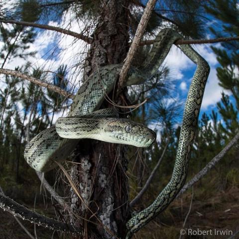 Ο γιος του Steve Irwin στα 13 του είναι ένας βραβευμένος φωτογράφος