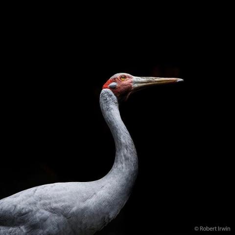 Ο γιος του Steve Irwin στα 13 του είναι ένας βραβευμένος φωτογράφος