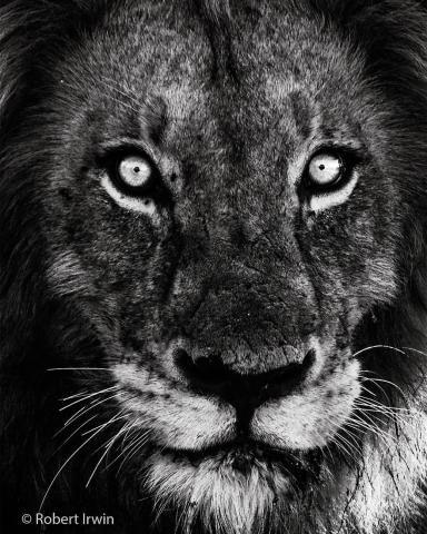 Ο γιος του Steve Irwin στα 13 του είναι ένας βραβευμένος φωτογράφος