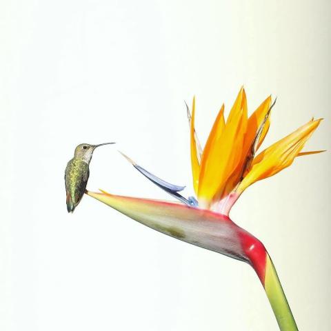 Ο γιος του Steve Irwin στα 13 του είναι ένας βραβευμένος φωτογράφος