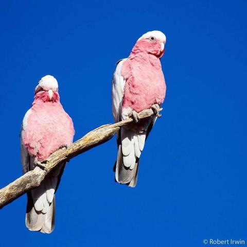 Ο γιος του Steve Irwin στα 13 του είναι ένας βραβευμένος φωτογράφος