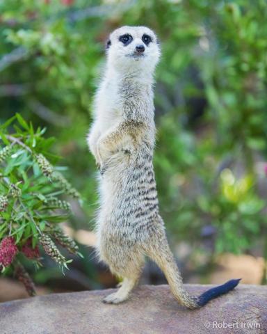 Ο γιος του Steve Irwin στα 13 του είναι ένας βραβευμένος φωτογράφος