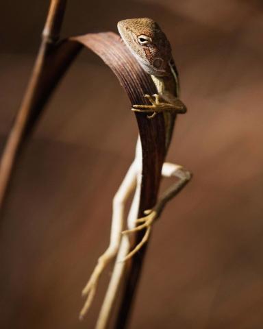 Ο γιος του Steve Irwin στα 13 του είναι ένας βραβευμένος φωτογράφος