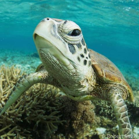 Ο γιος του Steve Irwin στα 13 του είναι ένας βραβευμένος φωτογράφος