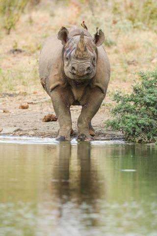Ο γιος του Steve Irwin στα 13 του είναι ένας βραβευμένος φωτογράφος