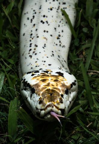 Ο γιος του Steve Irwin στα 13 του είναι ένας βραβευμένος φωτογράφος