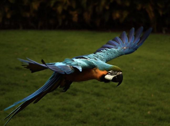 Ο γιος του Steve Irwin στα 13 του είναι ένας βραβευμένος φωτογράφος