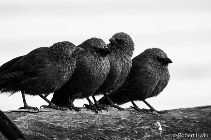 Ο γιος του Steve Irwin στα 13 του είναι ένας βραβευμένος φωτογράφος