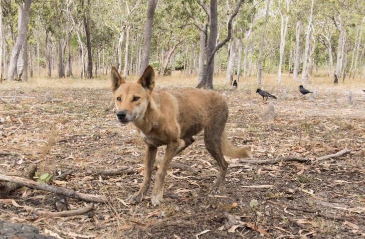 Ο γιος του Steve Irwin στα 13 του είναι ένας βραβευμένος φωτογράφος