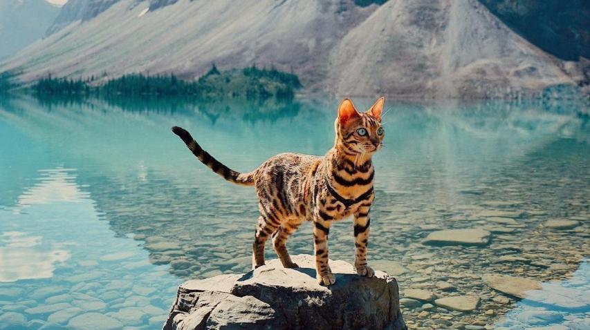 Η πιο διάσημη γάτα του κόσμου ζει καλύτερα από εσένα Η πιο διάσημη γάτα του κόσμου ζει καλύτερα από εσένα