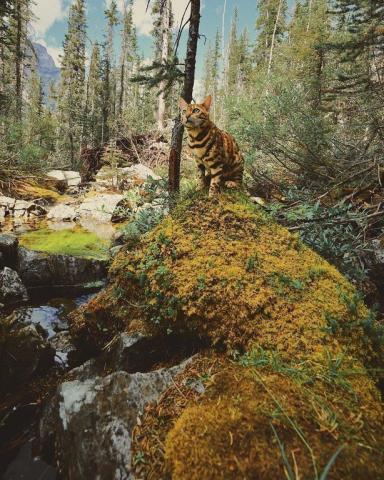 Η πιο διάσημη γάτα του κόσμου ζει καλύτερα από εσένα Η πιο διάσημη γάτα του κόσμου ζει καλύτερα από εσένα