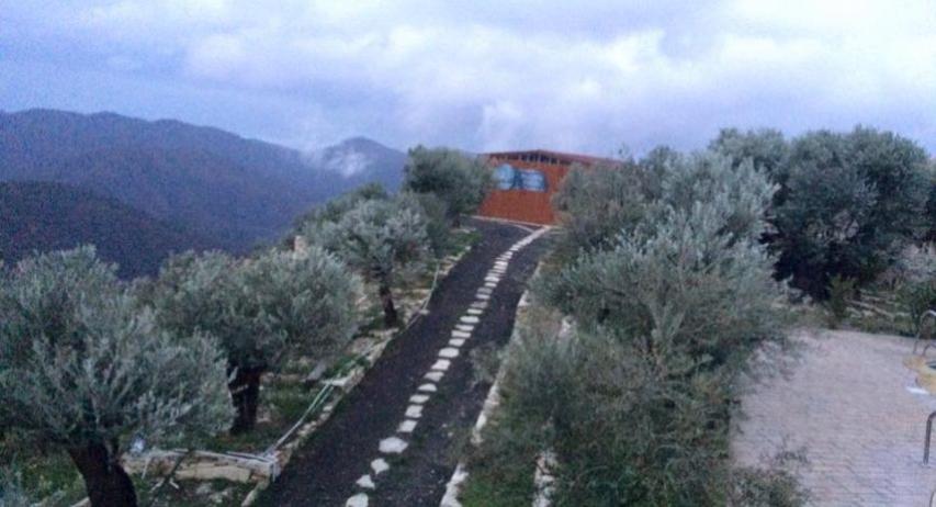 Φραγκοελιά πάνω από 800 χρόνων στο κτήμα Σοφοκλέους Φραγκοελιά πάνω από 800 χρόνων στο κτήμα Σοφοκλέους