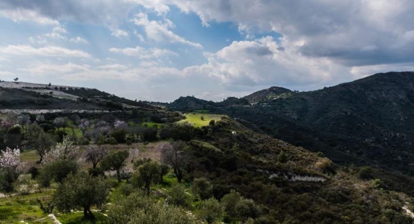 Φραγκοελιά πάνω από 800 χρόνων στο κτήμα Σοφοκλέους Φραγκοελιά πάνω από 800 χρόνων στο κτήμα Σοφοκλέους