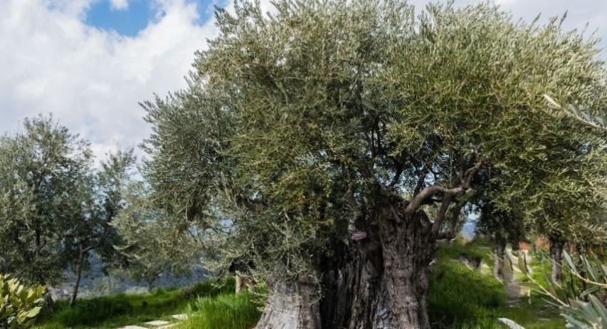 Φραγκοελιά πάνω από 800 χρόνων στο κτήμα Σοφοκλέους Φραγκοελιά πάνω από 800 χρόνων στο κτήμα Σοφοκλέους