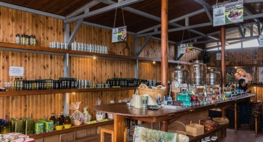 Φραγκοελιά πάνω από 800 χρόνων στο κτήμα Σοφοκλέους Φραγκοελιά πάνω από 800 χρόνων στο κτήμα Σοφοκλέους