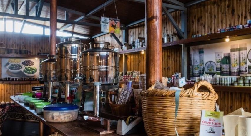 Φραγκοελιά πάνω από 800 χρόνων στο κτήμα Σοφοκλέους Φραγκοελιά πάνω από 800 χρόνων στο κτήμα Σοφοκλέους