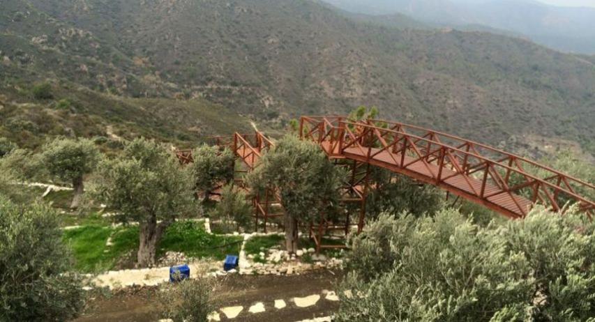 Φραγκοελιά πάνω από 800 χρόνων στο κτήμα Σοφοκλέους Φραγκοελιά πάνω από 800 χρόνων στο κτήμα Σοφοκλέους