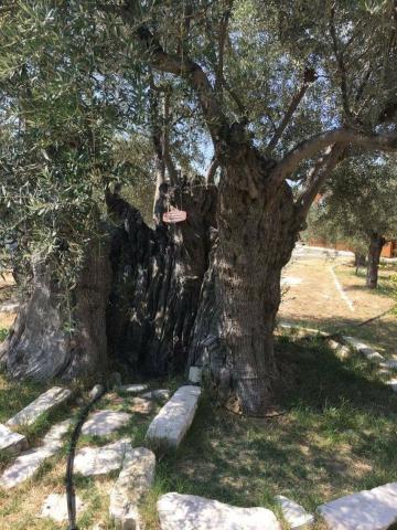 Φραγκοελιά πάνω από 800 χρόνων στο κτήμα Σοφοκλέους Φραγκοελιά πάνω από 800 χρόνων στο κτήμα Σοφοκλέους