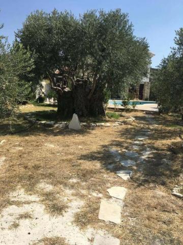 Φραγκοελιά πάνω από 800 χρόνων στο κτήμα Σοφοκλέους Φραγκοελιά πάνω από 800 χρόνων στο κτήμα Σοφοκλέους