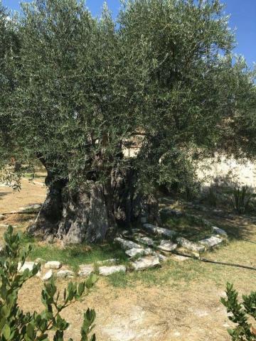 Φραγκοελιά πάνω από 800 χρόνων στο κτήμα Σοφοκλέους Φραγκοελιά πάνω από 800 χρόνων στο κτήμα Σοφοκλέους