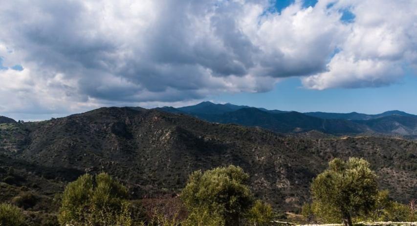 Φραγκοελιά πάνω από 800 χρόνων στο κτήμα Σοφοκλέους Φραγκοελιά πάνω από 800 χρόνων στο κτήμα Σοφοκλέους