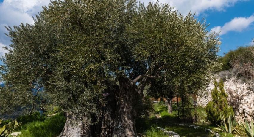 Φραγκοελιά πάνω από 800 χρόνων στο κτήμα Σοφοκλέους Φραγκοελιά πάνω από 800 χρόνων στο κτήμα Σοφοκλέους