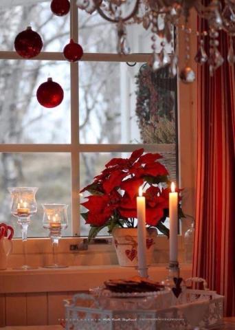 Christmas Deco: Διακόσμησε με το λουλούδι των Χριστουγέννων Christmas Deco: Διακόσμησε με το λουλούδι των Χριστουγέννων
