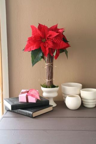 Christmas Deco: Διακόσμησε με το λουλούδι των Χριστουγέννων Christmas Deco: Διακόσμησε με το λουλούδι των Χριστουγέννων