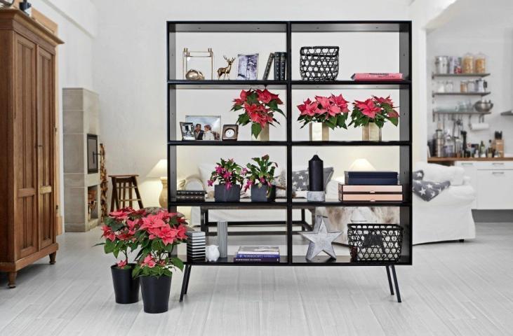 Christmas Deco: Διακόσμησε με το λουλούδι των Χριστουγέννων Christmas Deco: Διακόσμησε με το λουλούδι των Χριστουγέννων