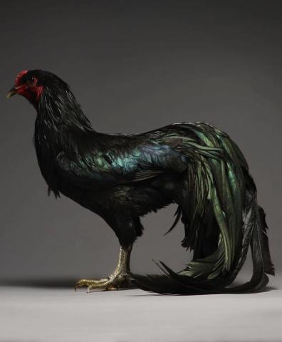 Σήμερα στο L+L θα ασχοληθούμε με κότες! Έτσι... για να "καταπολεμήσουμε" τη Δευτέρα! Σήμερα στο L+L θα ασχοληθούμε με κότες! Έτσι... για να "καταπολεμήσουμε" τη Δευτέρα!